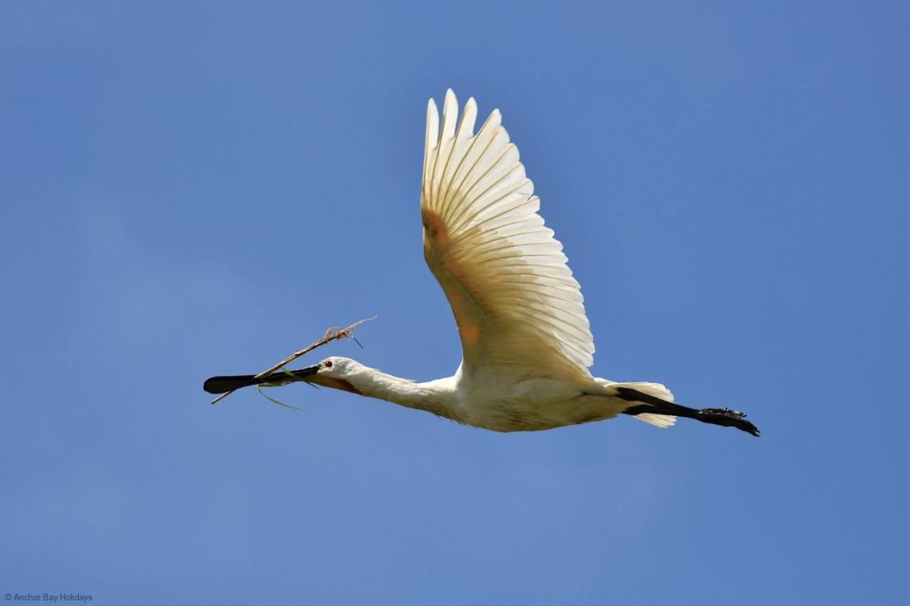 פילי Spoonbill Cottage מראה חיצוני תמונה